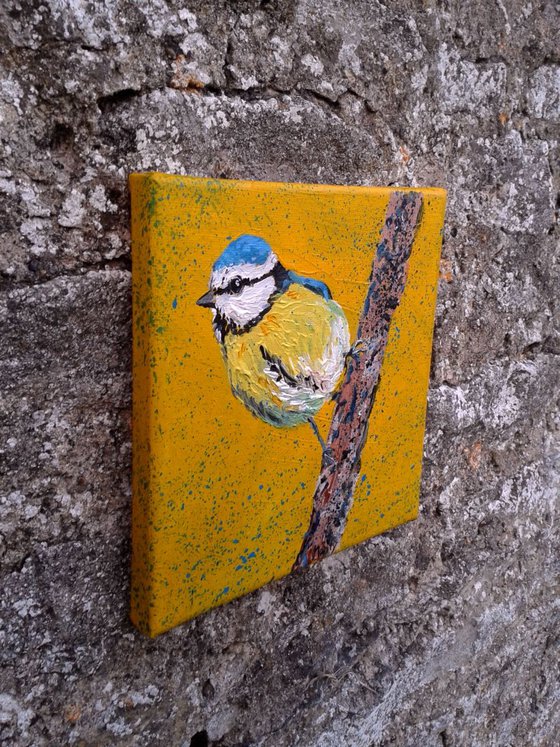 "'Blue tit"