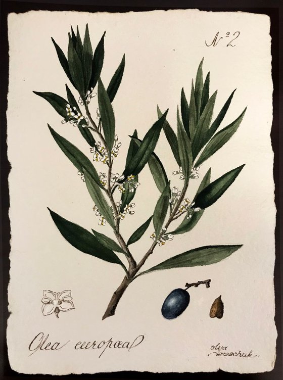 Olea Europae