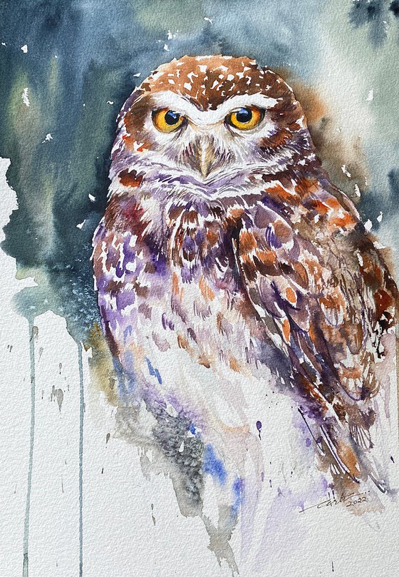 Little Owl Leka