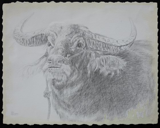 The Bull  silverpoint drawing