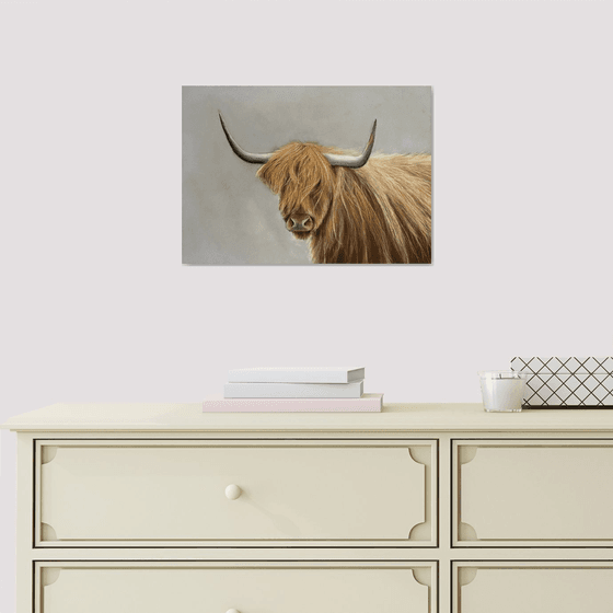 Highland cow