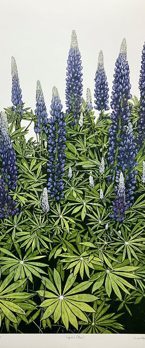 Lupins (blue) by Susan Noble