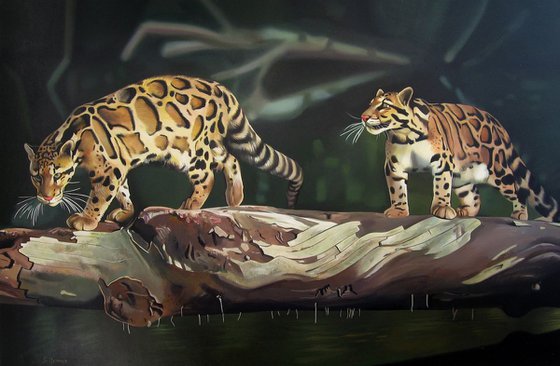 Clouded leopards