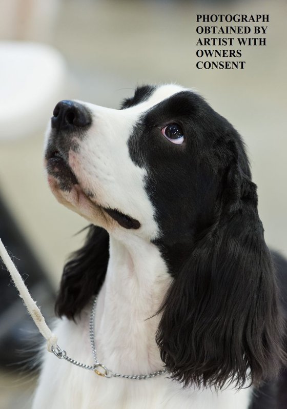 LADY - ENGLISH COCKER SPANIEL