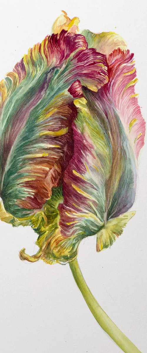 Parrot tulip #2 by Larissa Rogacheva