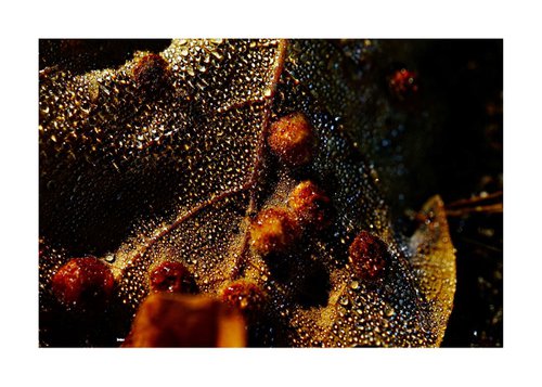 Abstract Macro Nature Photography of waterdrops on leaf by Richard Vloemans