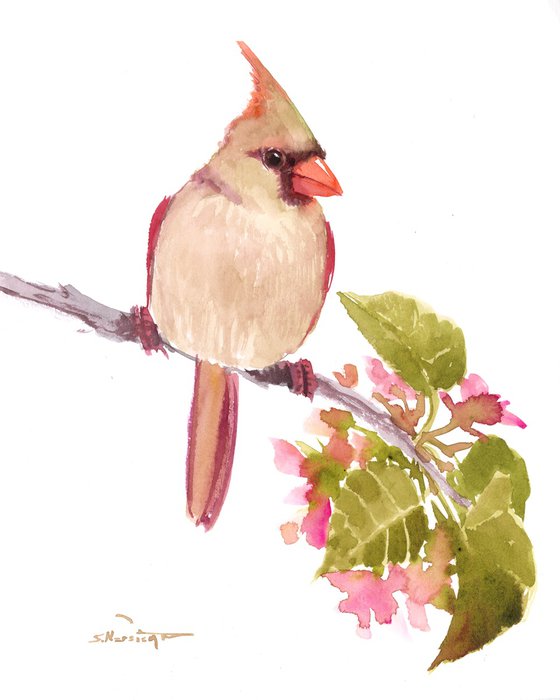 Female cardinal bird