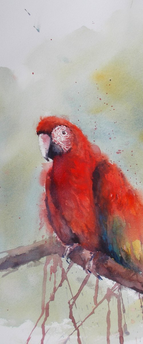 parrot by Giorgio Gosti
