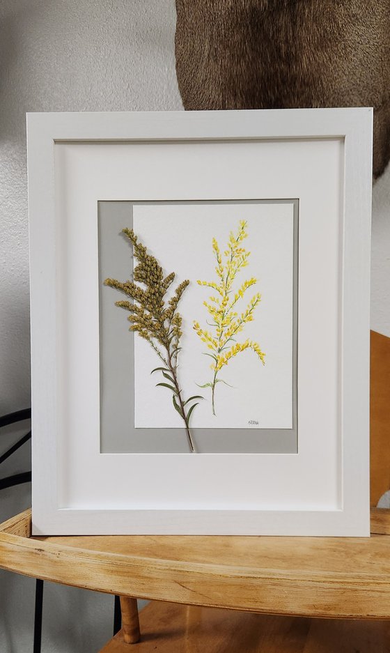 Field Goldenrod