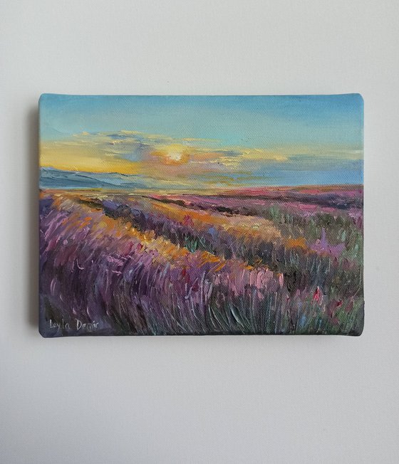 Lavender fields