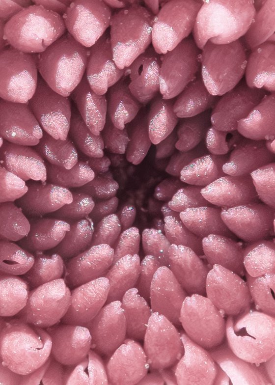 PINK VORTEX OF BLOOM