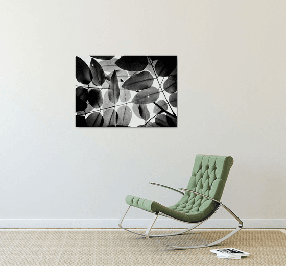 Experiments with Leaves I | Limited Edition Fine Art Print 1 of 10 | 75 x 50 cm