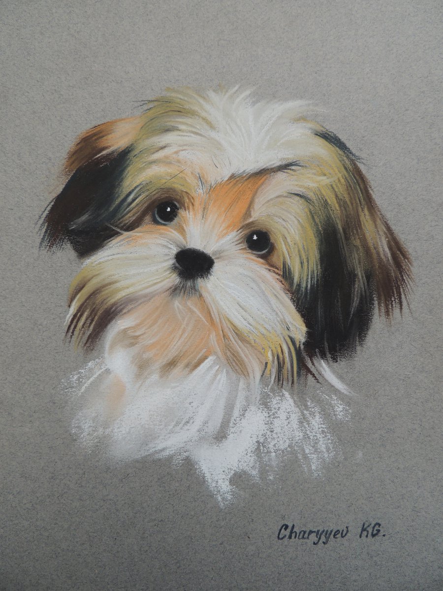Cute dog by Kakajan Charyyev