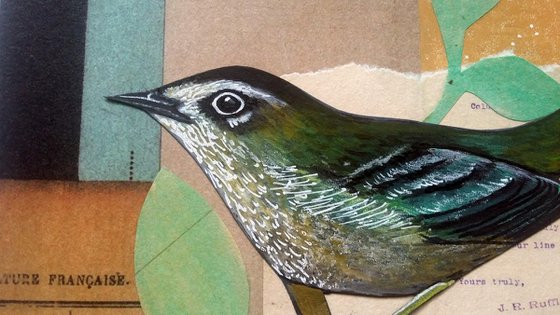 North Island Bush Wren