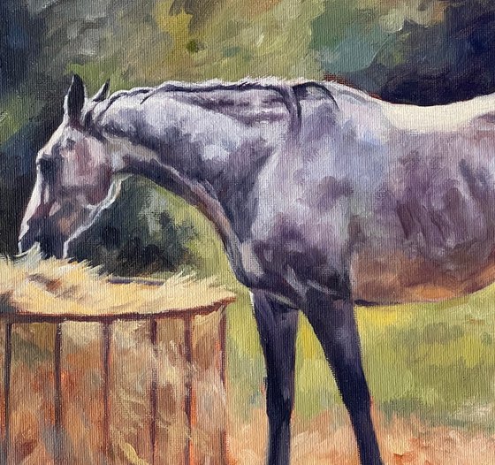 Peaceful - Dapple Grey Horse