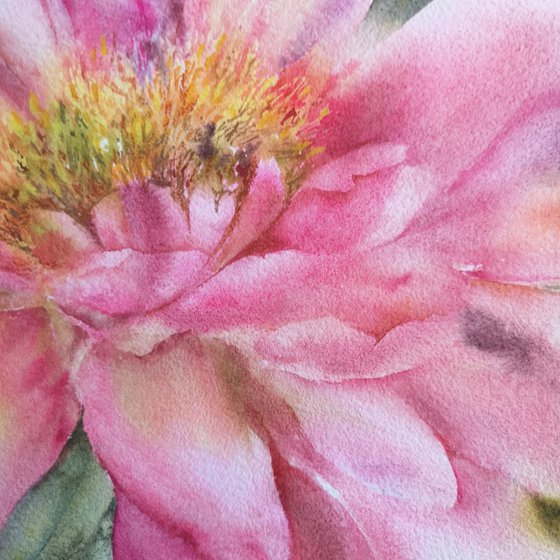 Peony. Pink flower watercolor painting