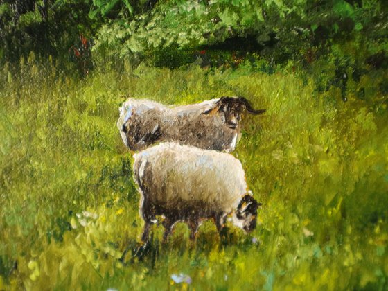 Sheep Meadow, Sunny Countryside Farm Field