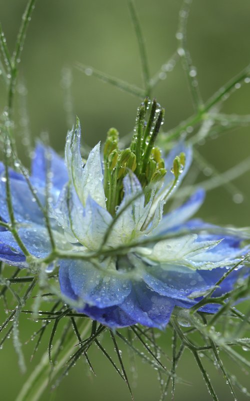 Love-in-a-Mist by Sonja  Čvorović