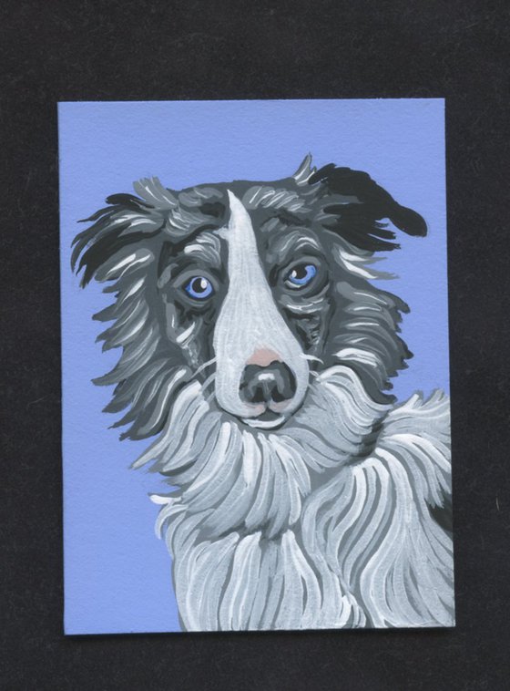 ACEO ATC Original Miniature Painting Blue Merle Border Collie Pet Dog Art-Carla Smale