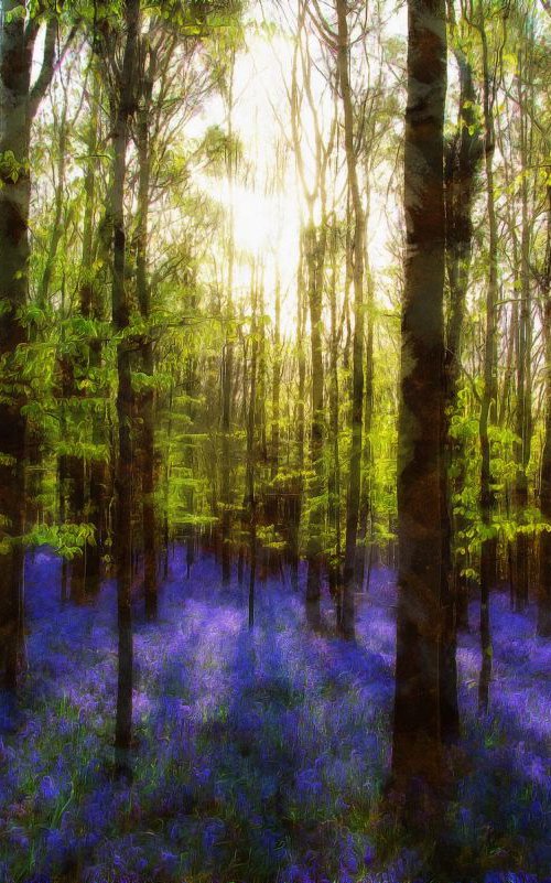 Bluebells by Alistair Wells