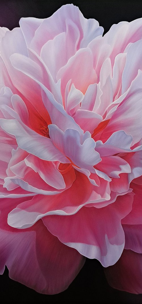 Pink peony vibes by Anna Steshenko
