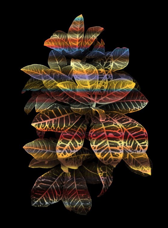 Heavenly plants Nº08