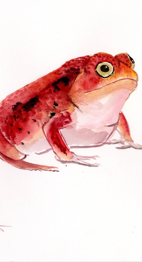 Tomato Frog by Suren Nersisyan