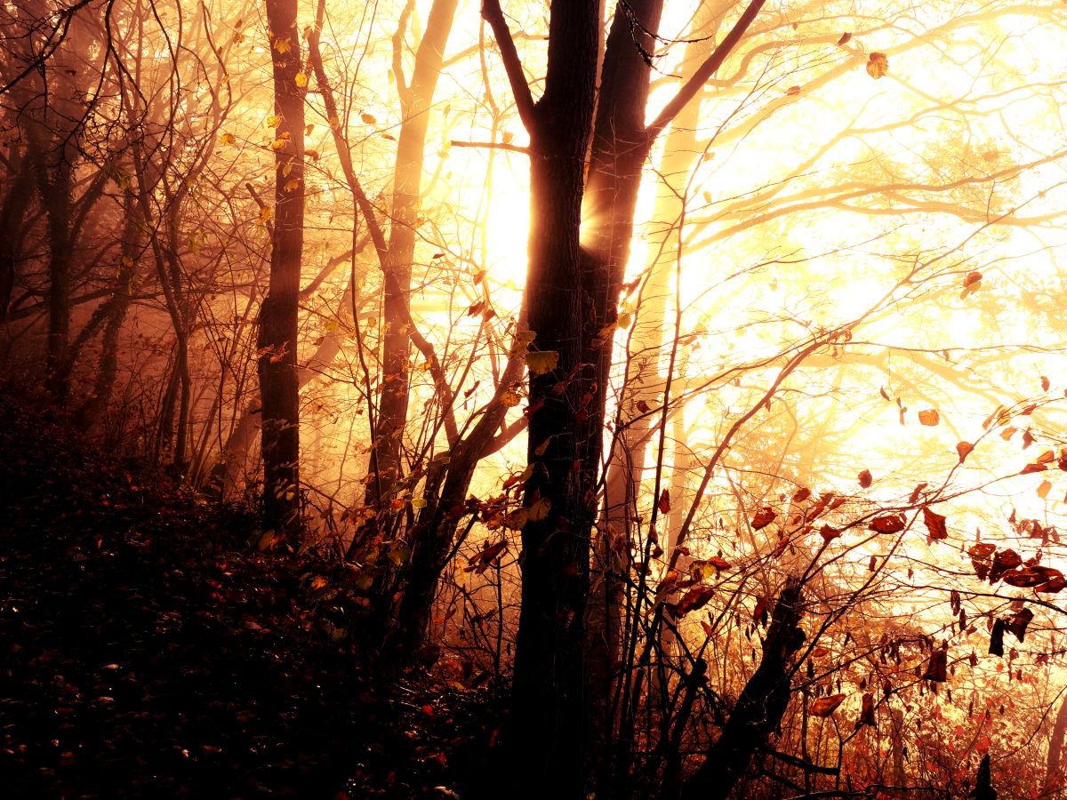 Sunrise in foggy forest - 60x80x4cm print on canvas 05078a1 READY to HANG by Kuebler