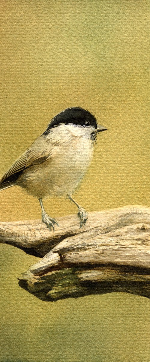 Bird CCL by REME Jr.