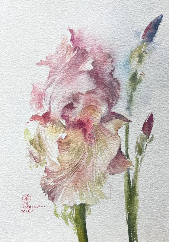 Iris #7