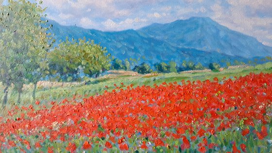 field of poppies in Provence