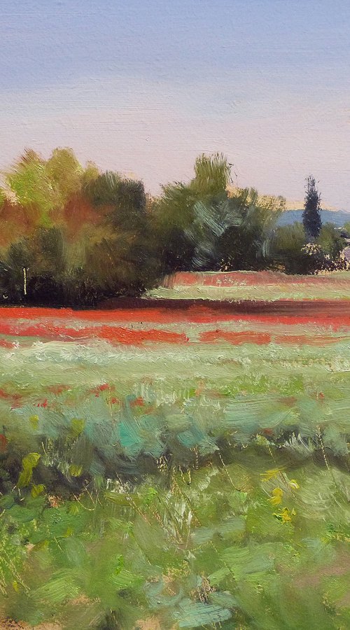 Poppies field in Provence by Pascal Giroud
