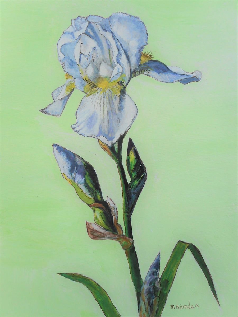 White Iris by Margaret Riordan