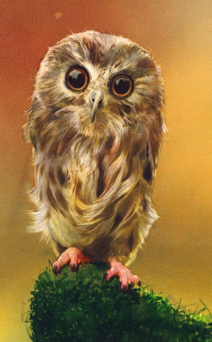 Photorealistic Animal Watercolour By Reme Jr., 9 X 14", Little Cute Owl, Original Artwork