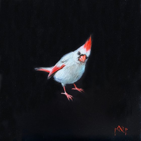 Cardinal Albinos