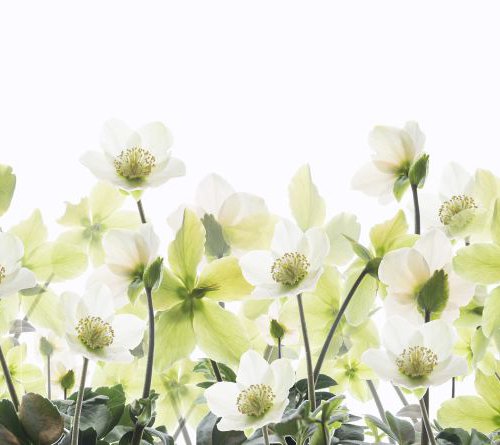 Helleborus by Fionna Bottema