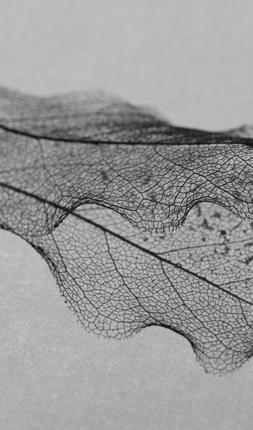 Skeleton Leaf II by Charles Brabin