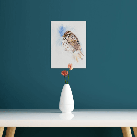 Song Sparrow