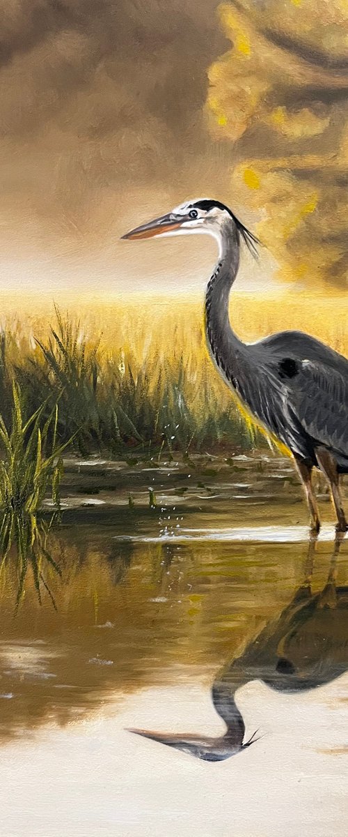 Great Blue Heron on Marsh by Angelo Di Carlo