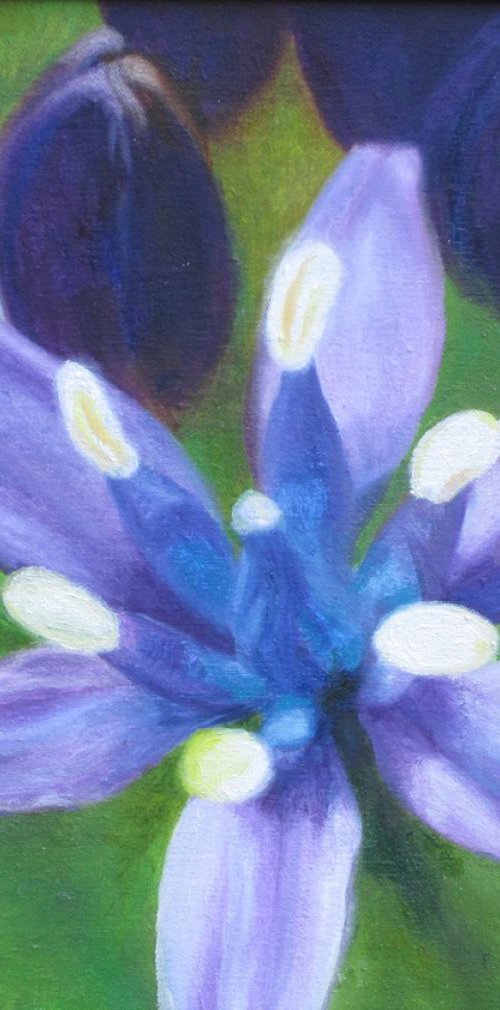 Blue Allium by Carole King