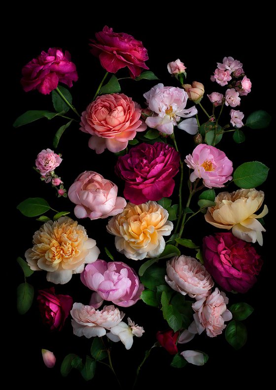 Rose Garden