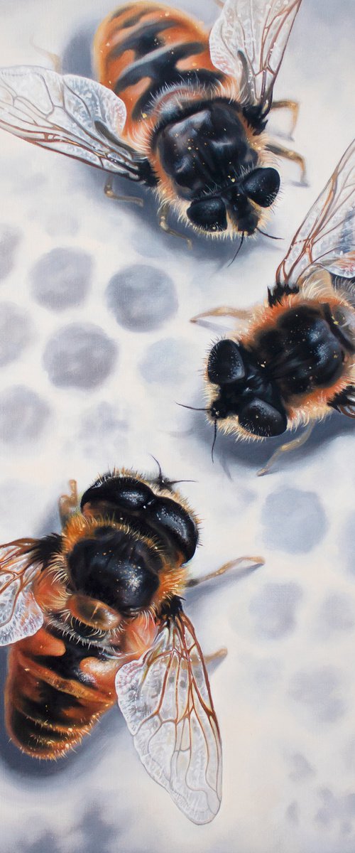 The Territory / Honey Bee by Yuko Montgomery