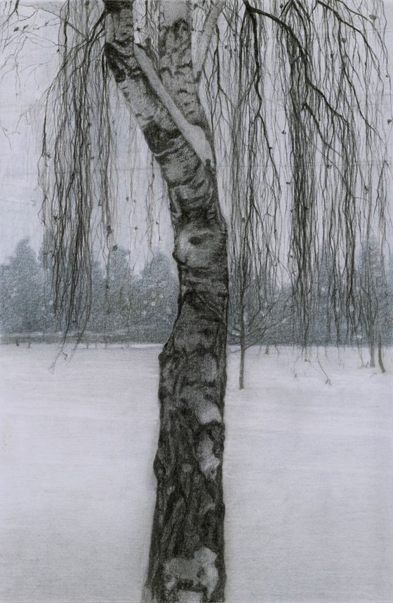 BIRCH IN THE SNOW