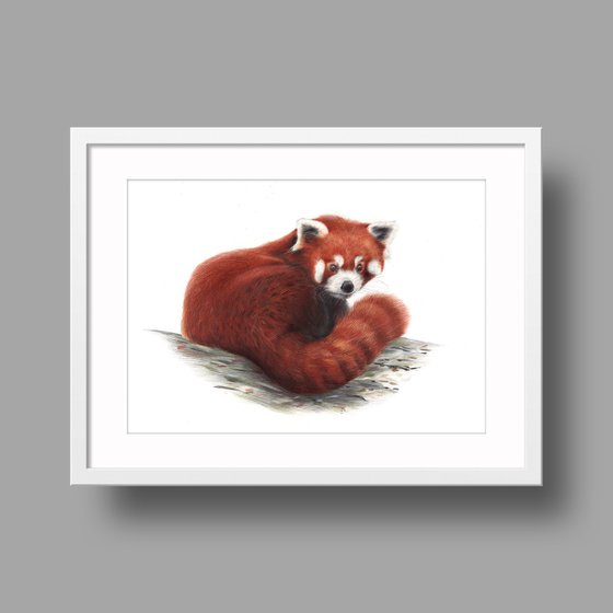 Red Panda Portrait