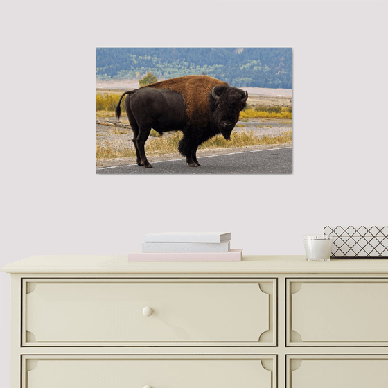 Wandering Yellowstone Bison