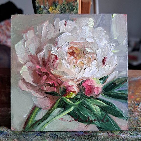 Peony flower