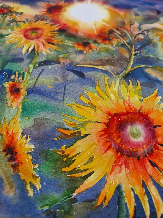 Yellow sunflowers field