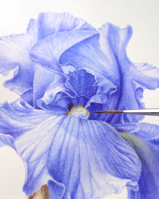 Blue Iris Side View