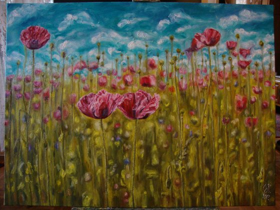 Pink poppy field