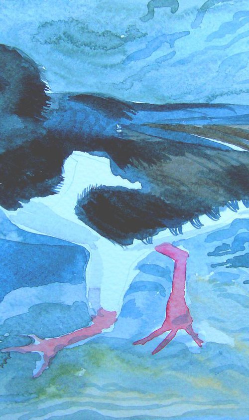 Oystercatcher by Mary Stubberfield